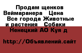 Продам щенков Веймаранера › Цена ­ 30 - Все города Животные и растения » Собаки   . Ненецкий АО,Куя д.